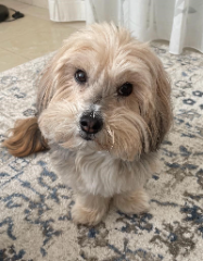 Pippa