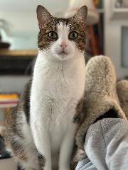 Migou