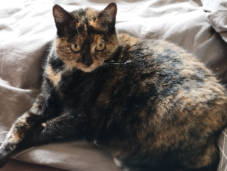Mimi