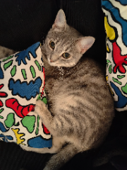 FREYA