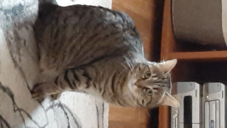 Mitaine