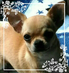 MIMI