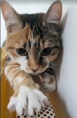 Photo de Udèle