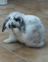 Photo de Duchesse