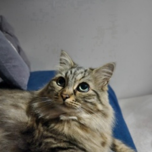 Chouquette