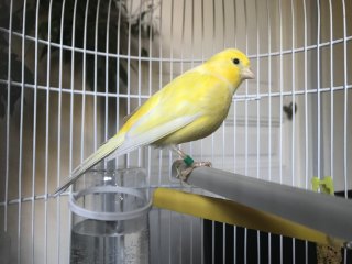 Pompote