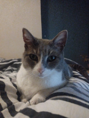 Lola