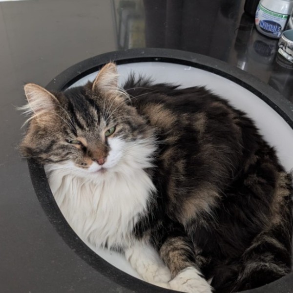 Photo de Choupi (ex-Shannel)