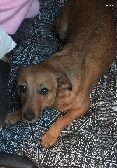 Oscar