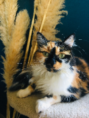 Tika