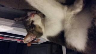 Photo de Fripounette