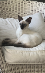 Tina