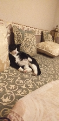 Wisky