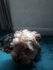 Pouffy