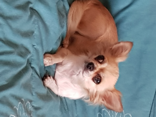 Mia