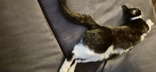 Oreo