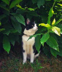 Domino