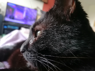 Paupiette