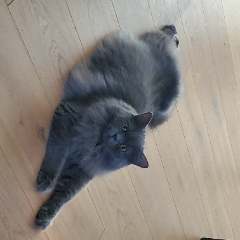 Tsuki