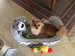 lola