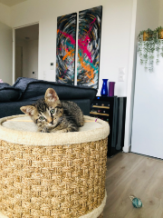 Simba