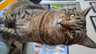 MIA
