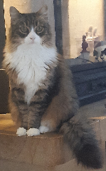 Chouquette