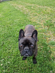 Marley