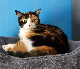 Maya