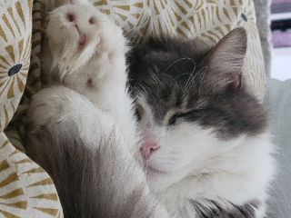 Chatouille