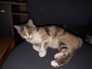 Photo de Perle