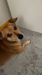 Paco