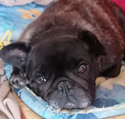 Photo de LADY MARLÈNE