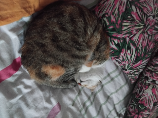 Miyuki