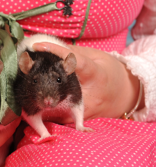 Chloé