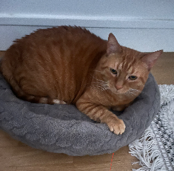 Photo de Kovu