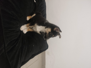 Nala