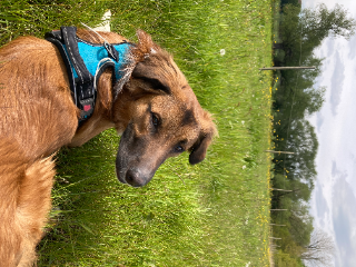 Koda