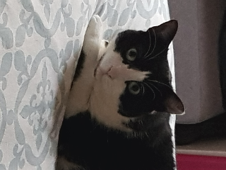 Pépite