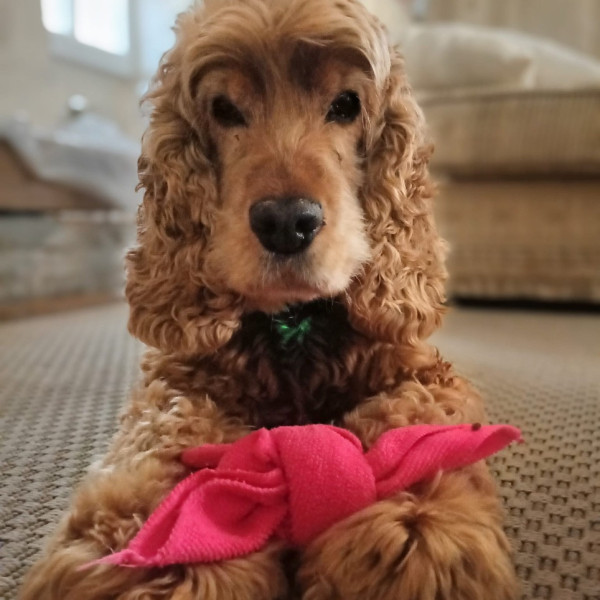Photo de Lucky