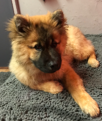 Vaiana