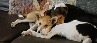 Indi