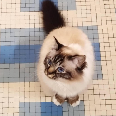 Juju