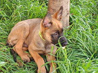 Mowgli