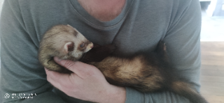 Loki