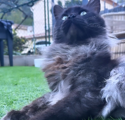 Olaf