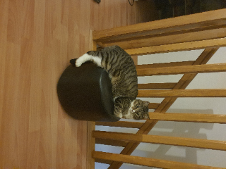 Photo de Pâquerette