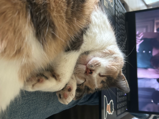 Yuki