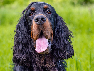 Russell