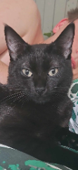 Moka